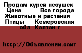 Продам курей несушек › Цена ­ 350 - Все города Животные и растения » Птицы   . Кемеровская обл.,Калтан г.